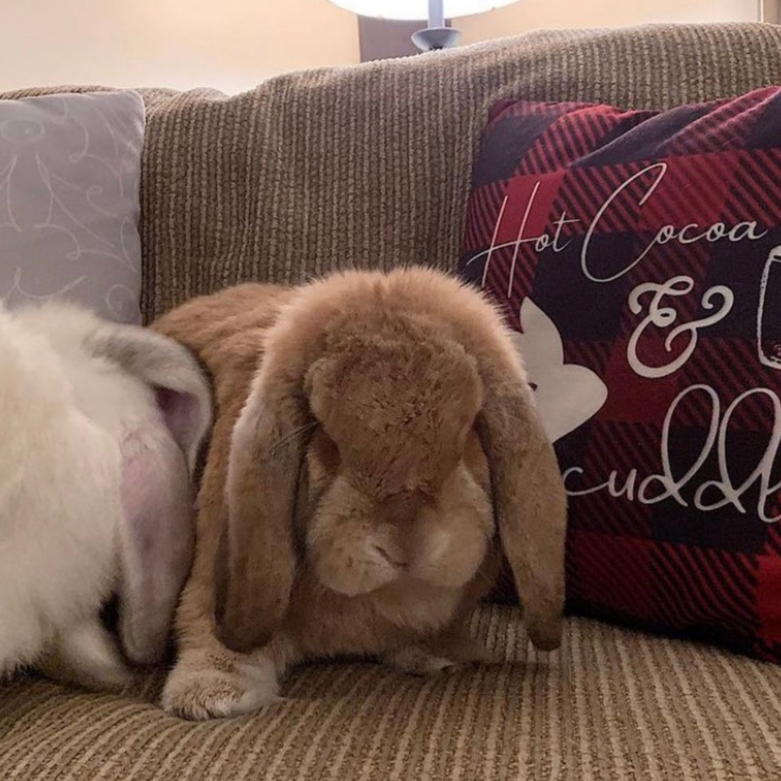 Hot Cocoa and Bunny Cuddles Pillow