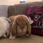 Load image into Gallery viewer, Hot Cocoa and Bunny Cuddles Pillow
