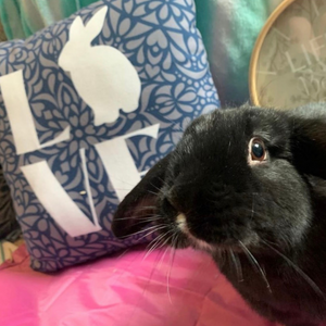 Rabbit LOVE Pillow