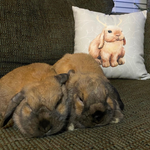 Load image into Gallery viewer, Holiday Bunny Pillows

